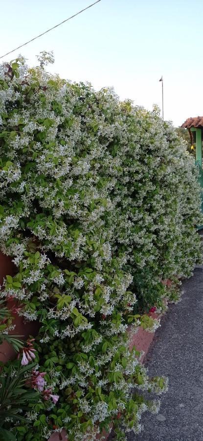 Casa Vacanze Mimose Palinuro Eksteriør bilde